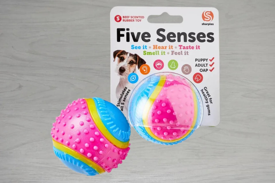 Five senses 2025 dog ball