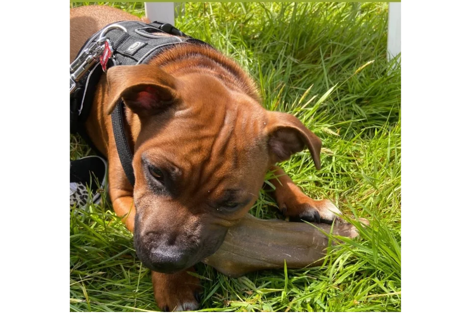 Buffalo Ear for Dogs