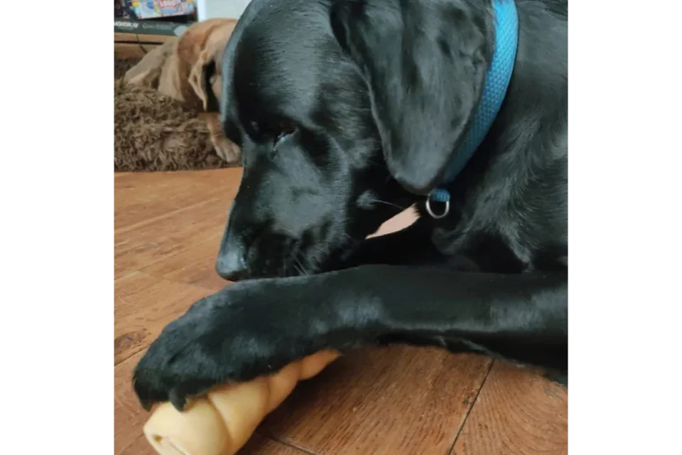 Dog with Bully Roll