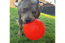 XL Bully with Jolly Ball