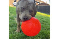 XL Bully with Jolly Ball