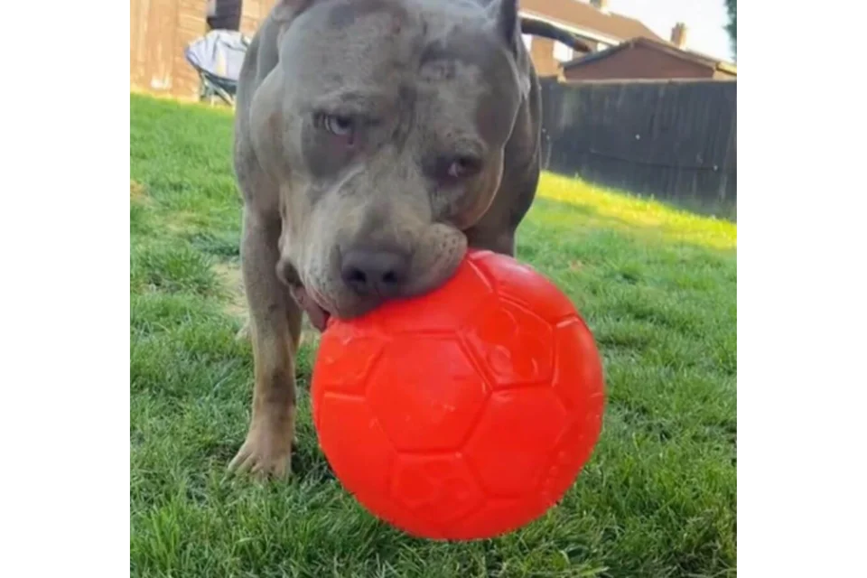 XL Bully with Jolly Ball