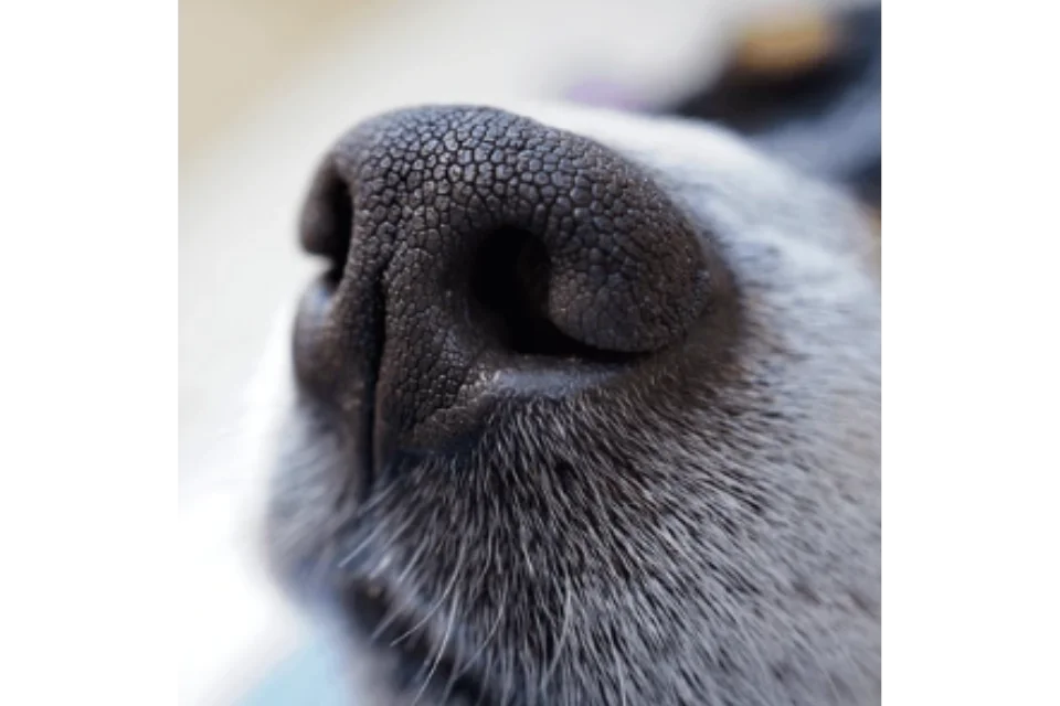 Dog-Nose