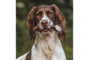 Dog with Antler