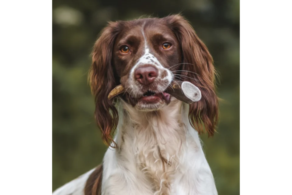 Dog with Antler