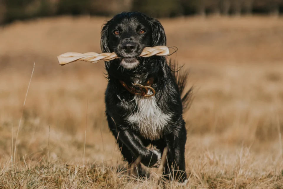 Dog with Braided Beef Skin Large