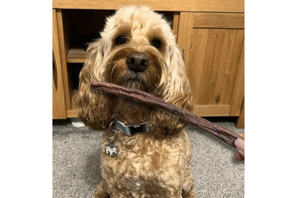 Dog with Beef Jerky Straw