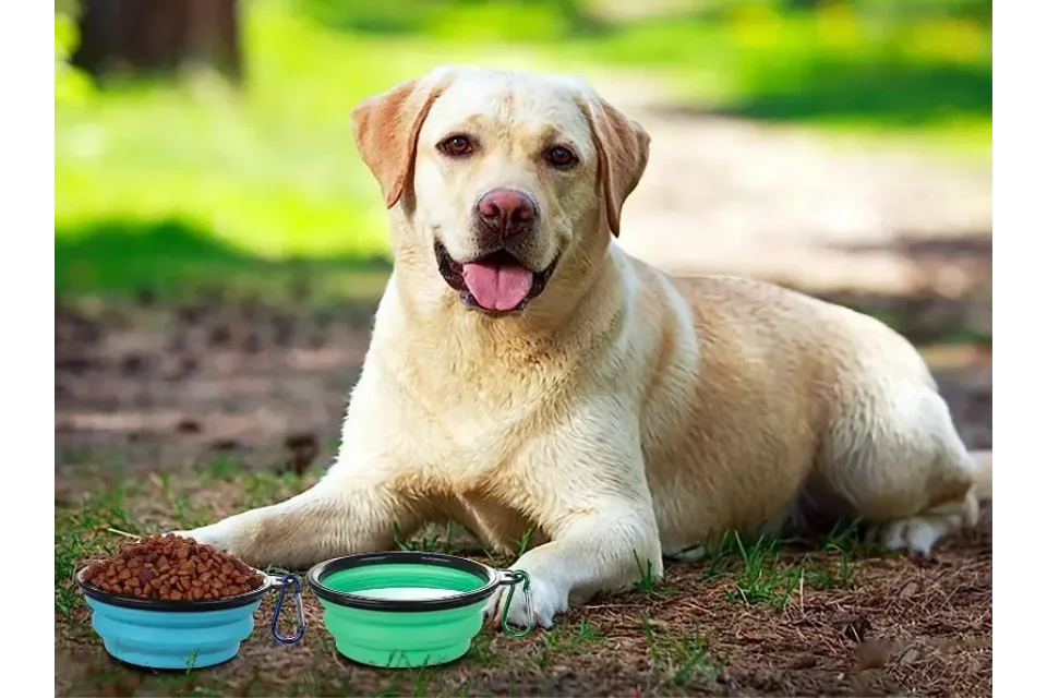 Dog with Collapsible Bowls