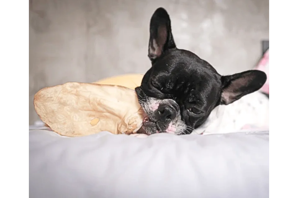 Dog with Cow Ear