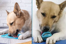 Dog with Enrichment Toys