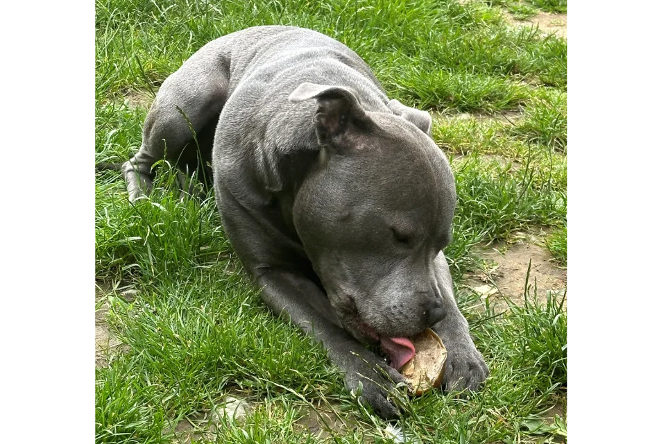 Dog with Filled Hoof