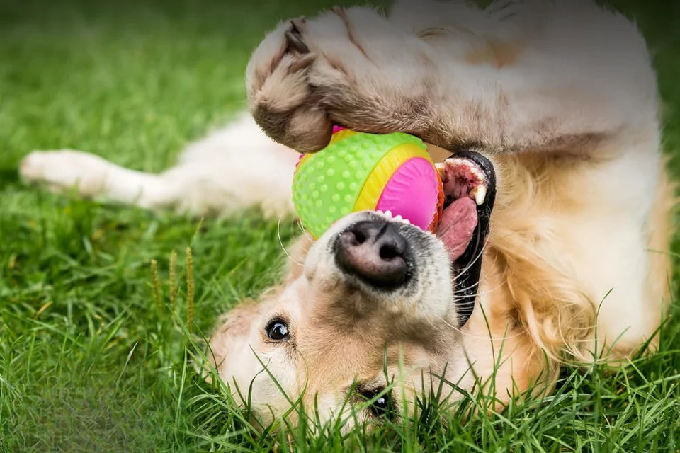 Dog with Five Senses Dog Ball