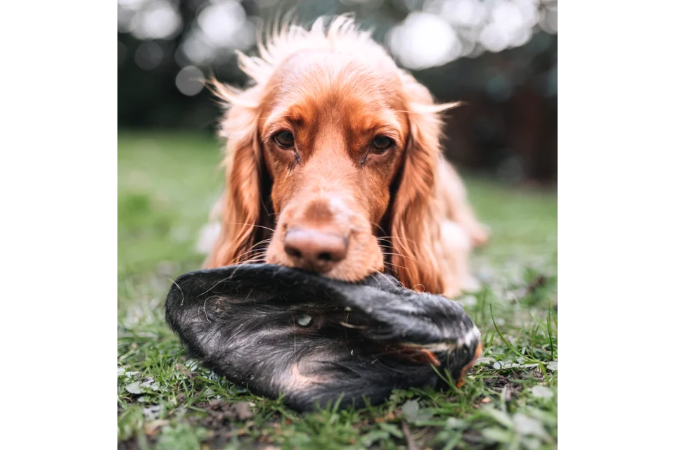 Dog with Hairy Cow Ear