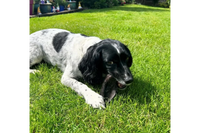 Dog with Hairy Lamb Ear