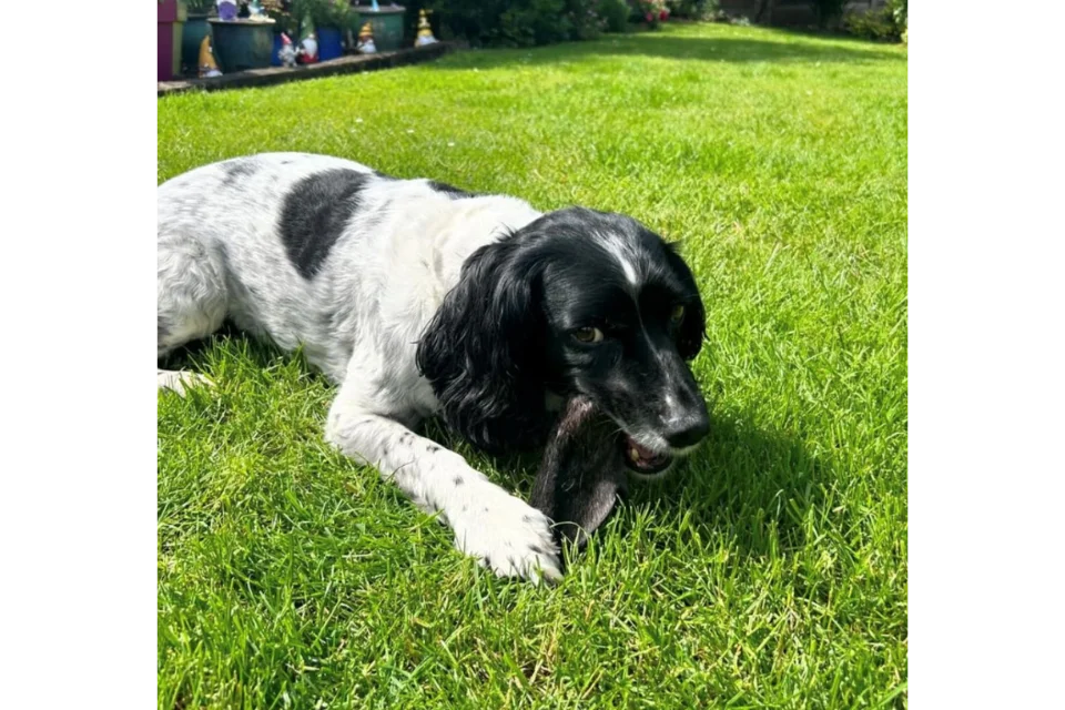 Dog with Hairy Lamb Ear