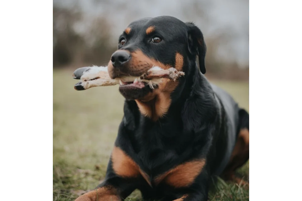 Dog with Hairy Lamb Foot