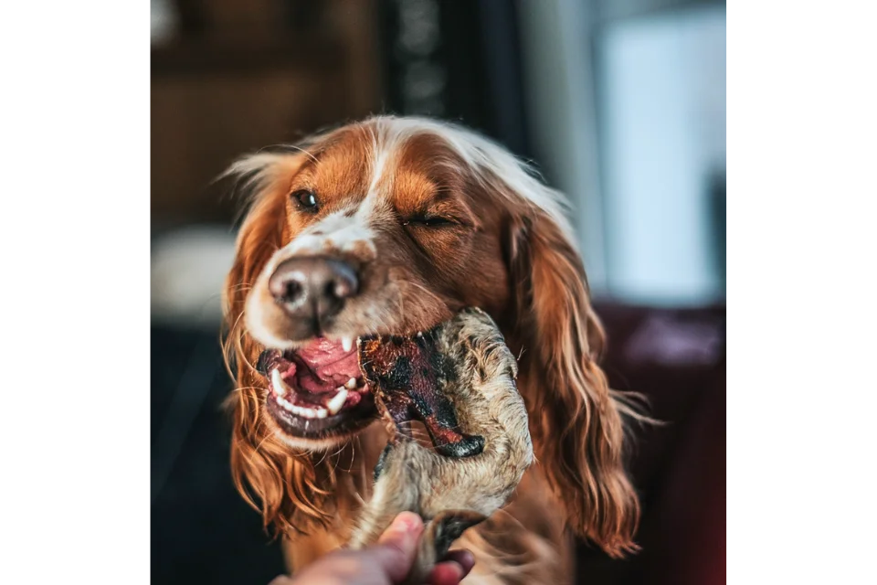 Dog with Jumbo Hairy Snout