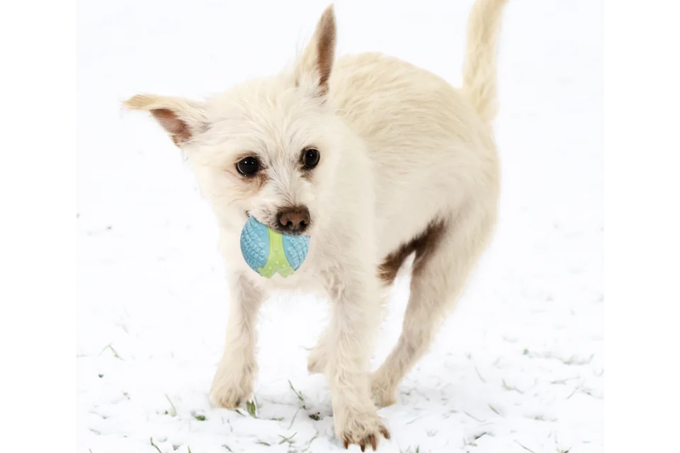 Dog with KONG CoreStrength Ball