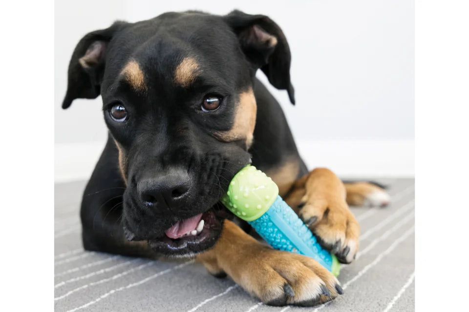 Dog with KONG CoreStrength Toy