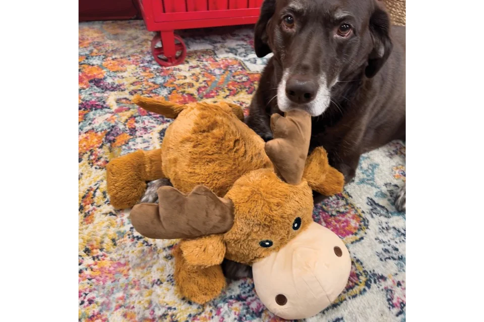 Dog with KONG Cozie Marvin Moose XL