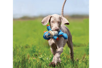 Dog with KONG Cross Knots Toy