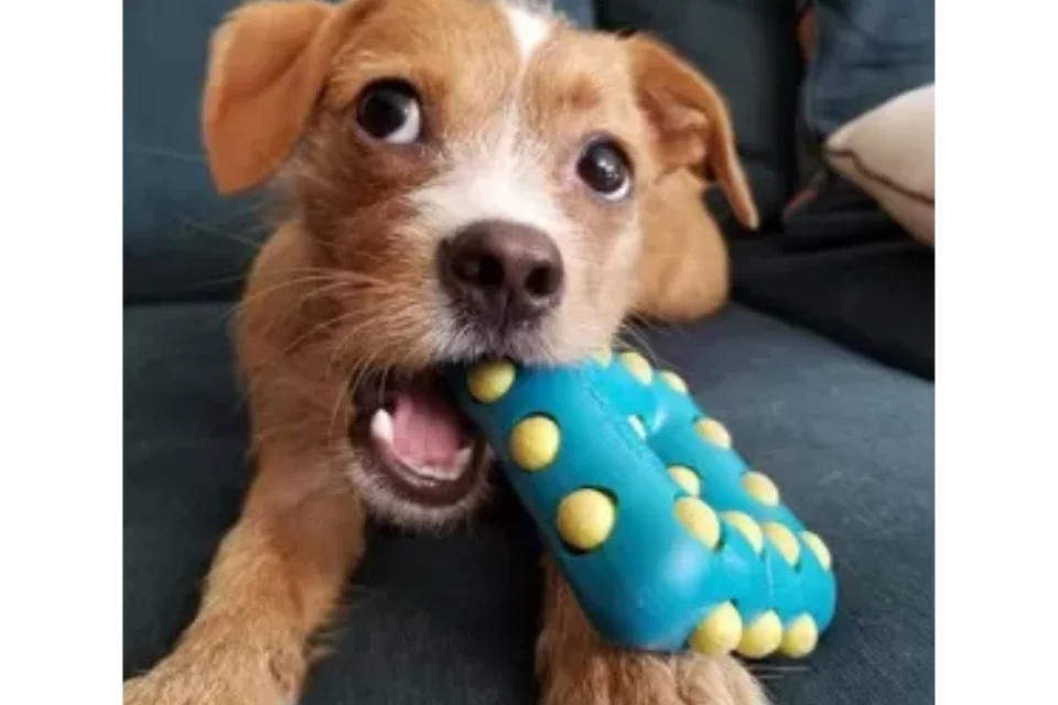 Dog with KONG Dotz Square