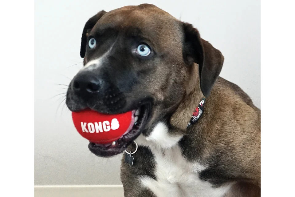 Dog with KONG Signature Sports Ball