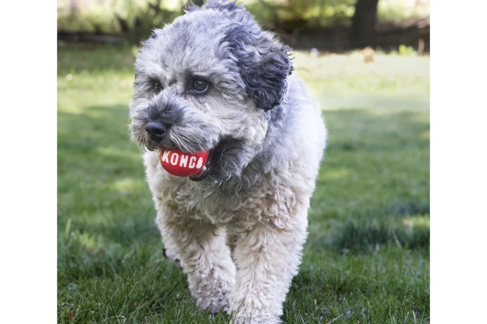 Dog with KONG Signature Ball