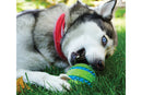 Dog with KONG Squeezz Goomz Ball