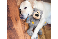 Dog with KONG Wild Knots Bear