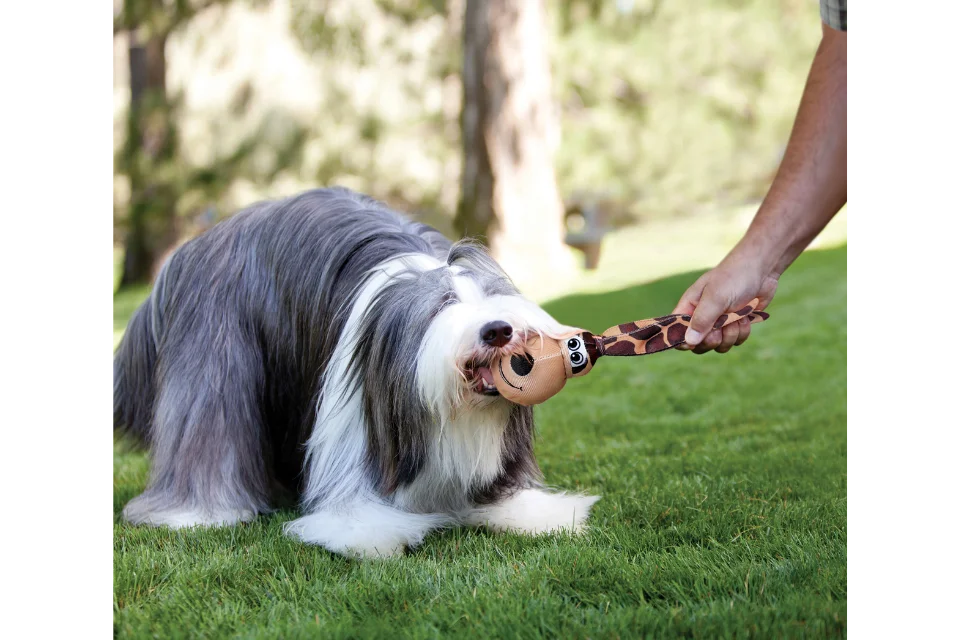 Dog with KONG Wubba Floppy Ears