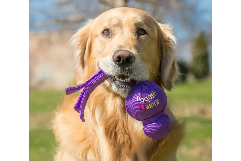 Dog with KONG Wubba