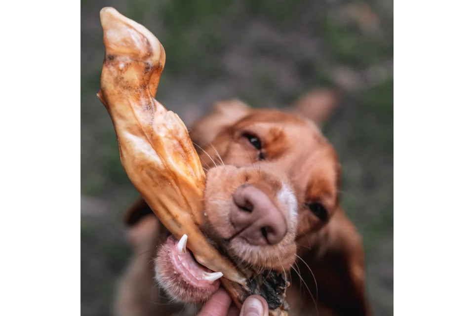 Dog with Lamb Trotter