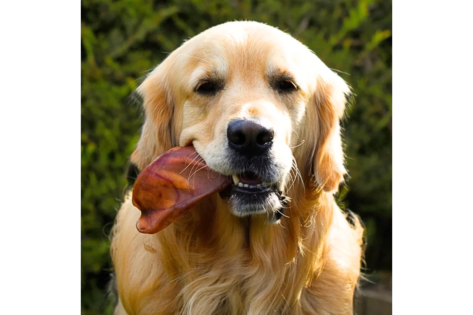 Dog with Pigs Ear