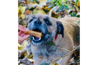 Dog with Pigs in Blankets