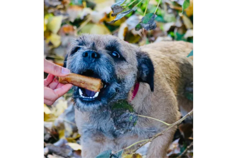 Dog with Pigs in Blankets