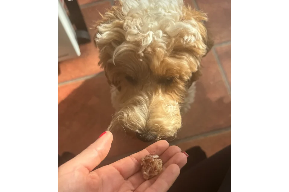 Dog with Smokie Snacks