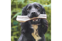 Dog with Split Antler