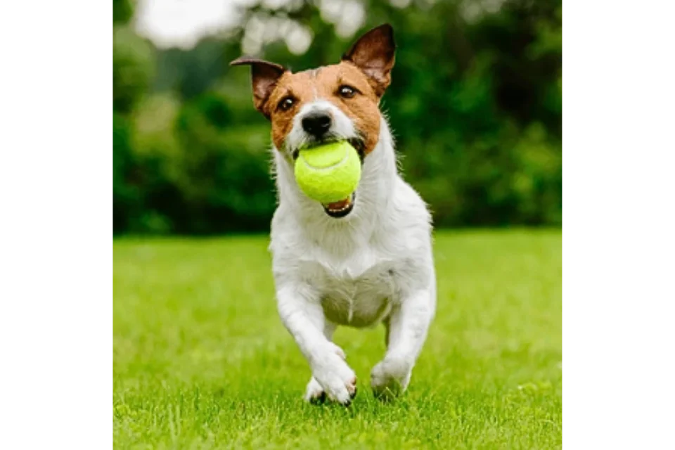 Dog-with-Tennis-Ball