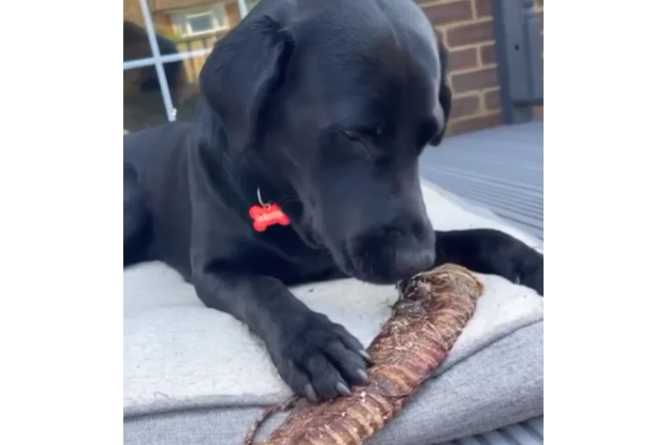 Customer with Beef Trachea