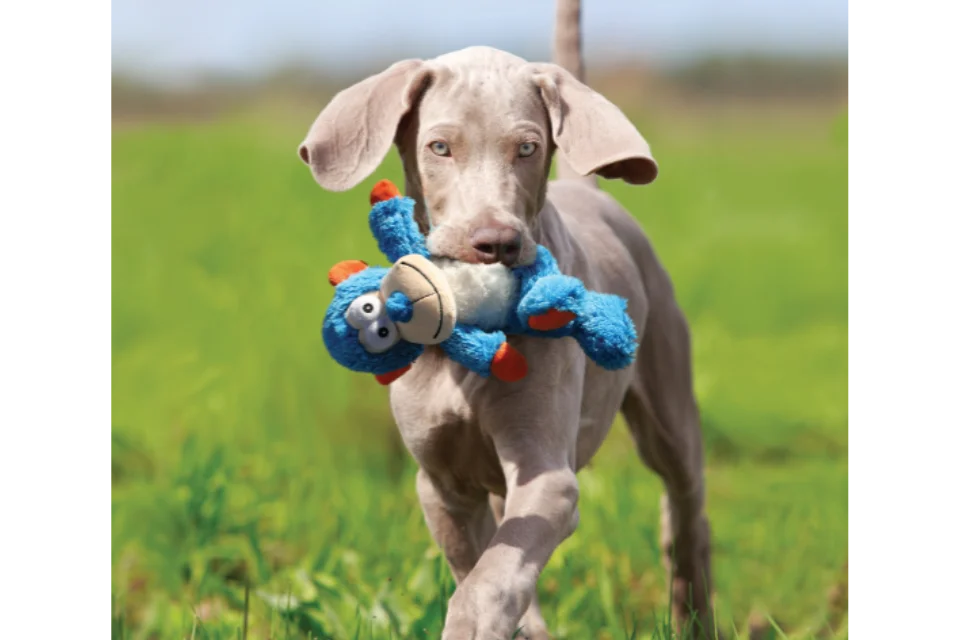 Dog with KONG Cross Knots Toy