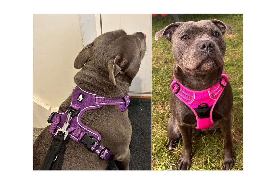 Dogs in True Love Harness