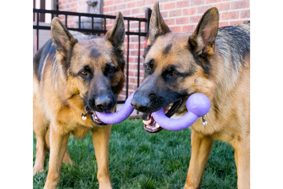 Dogs with KONG Ogee Stick