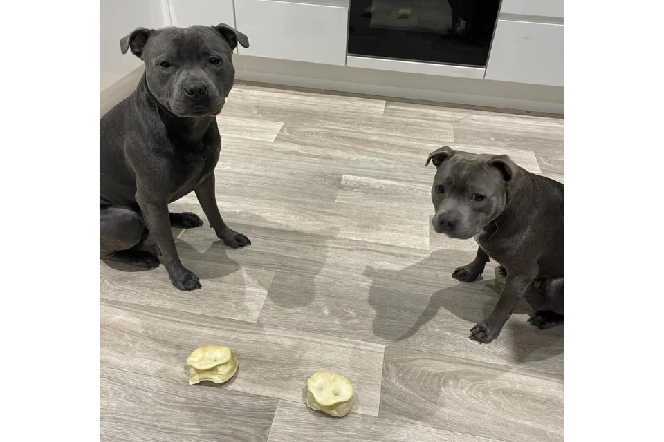 Dogs-with-Puffed-Pig-Snouts