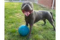 Dogtropolis Customer with Jolly Soccer Ball