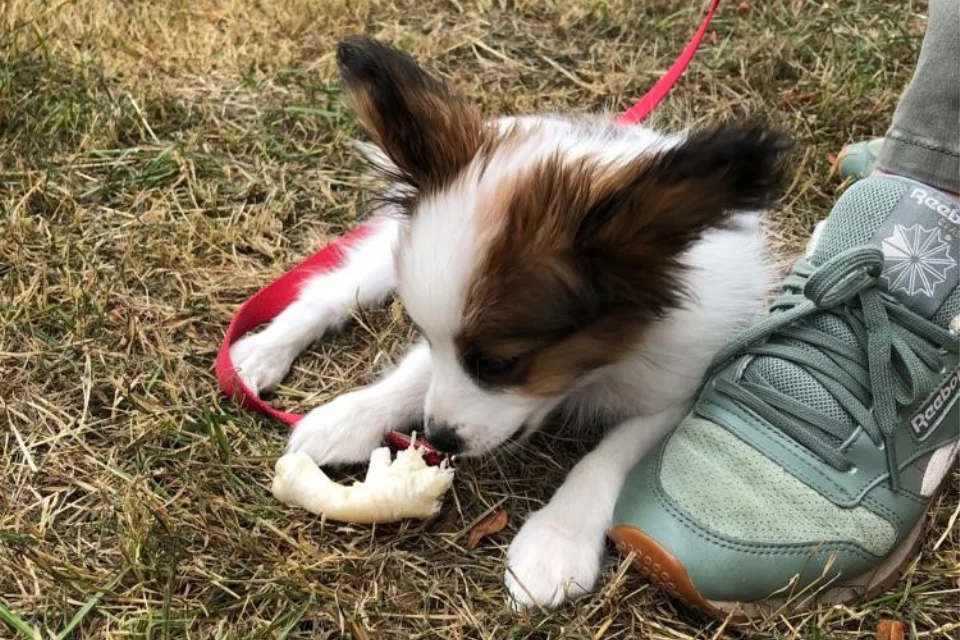 Puffed Chicken Feet for Dogs

