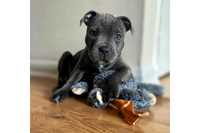 Puppy with Stockbull Beef Hide