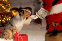 Santa Paws at Dogtropolis