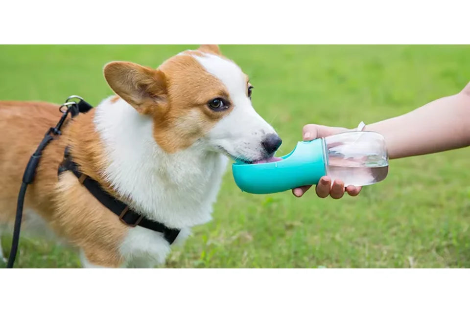 Dog drinking from Dogtropolis water bottle